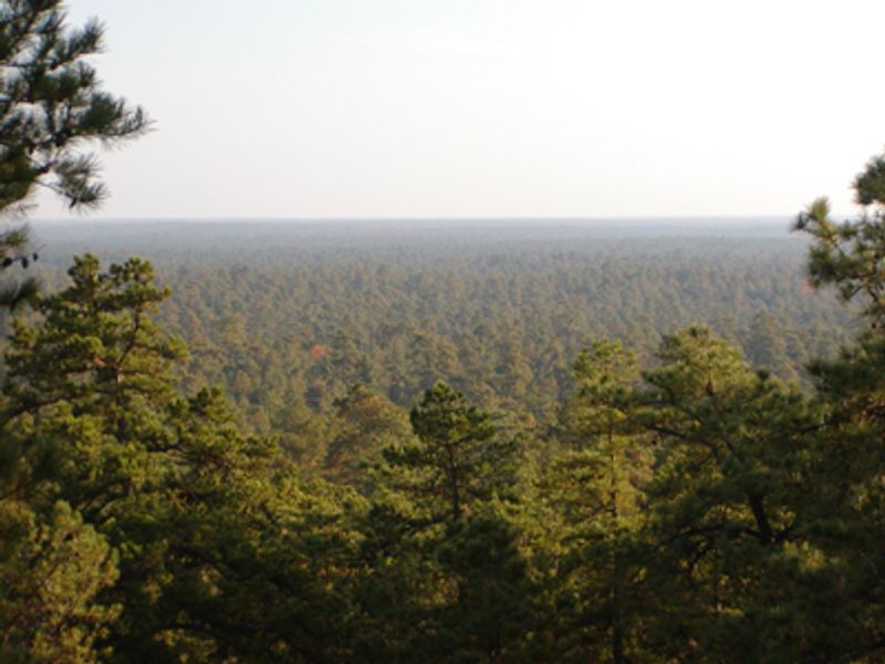 A Forest That Should Not Exist Here