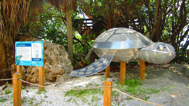 Sea Turtle Nesting Season and Why It Matters Here