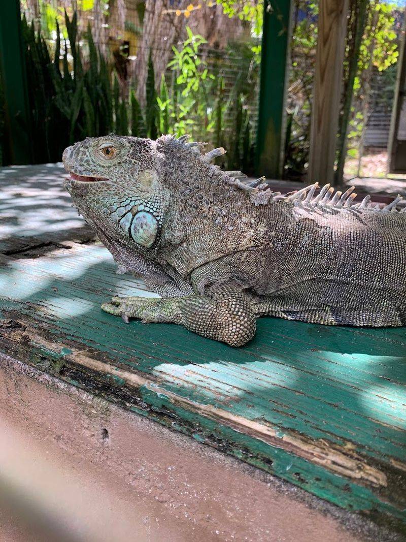 Birds, Lizards, and the Creatures You Did Not Expect