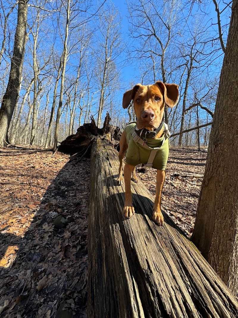 A Park That Welcomes Dogs With Open Arms