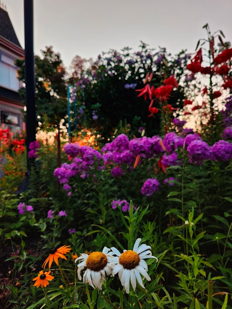 What the Garden Looks Like After Dark