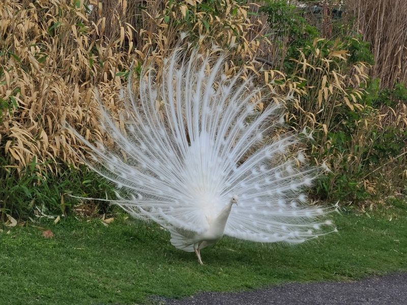 The Sloth House: The Calmest Spot in the Whole Park