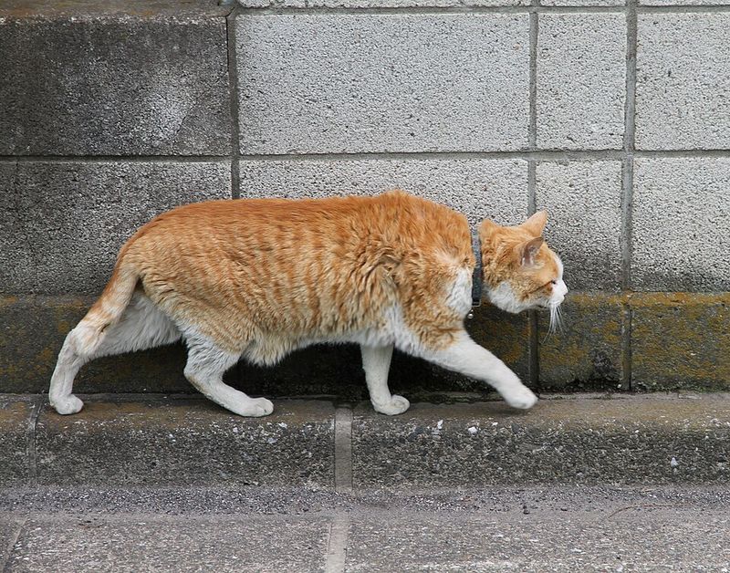 The CIA's Cat Spy Project (1960s)