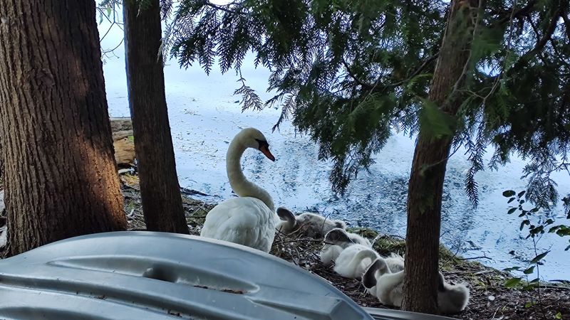 Wildlife You Might Spot Along the Way