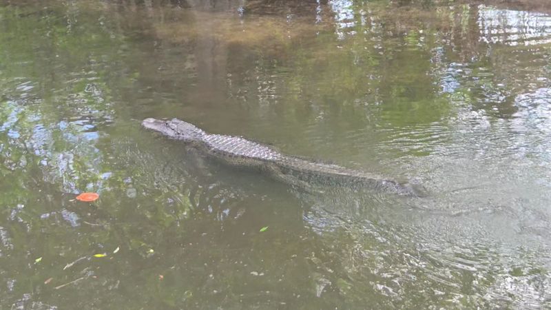 Wildlife Does Not Stay in the Wild