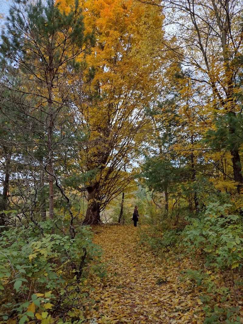 Fall Turns The Woods Into A Color Maze