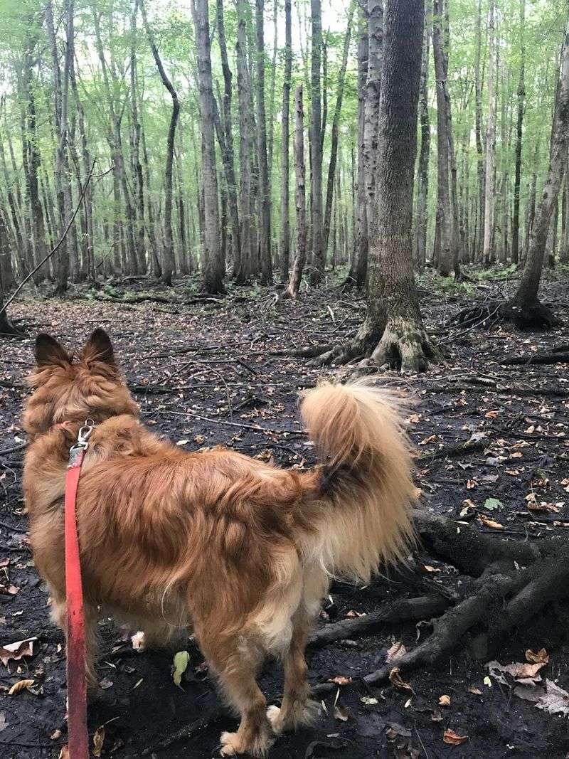 Dogs And Dog Walkers Know This Spot Well