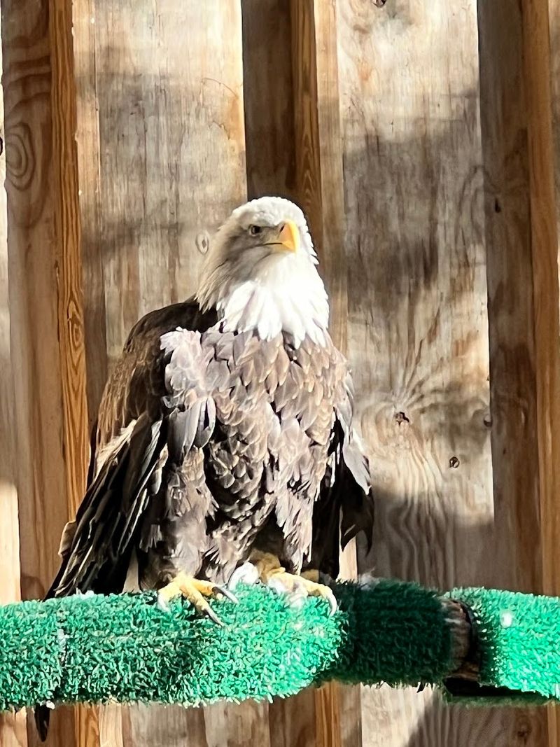 The Resident Animals: Hawks, Owls, Eagles, and More