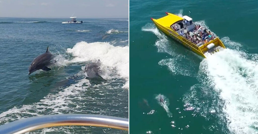 The Wildly Fun Close-Up Dolphin Tour That Turns Waves Into Their Playground