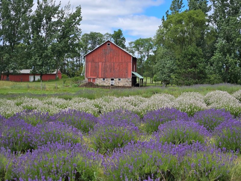 How This Farm Actually Came to Be