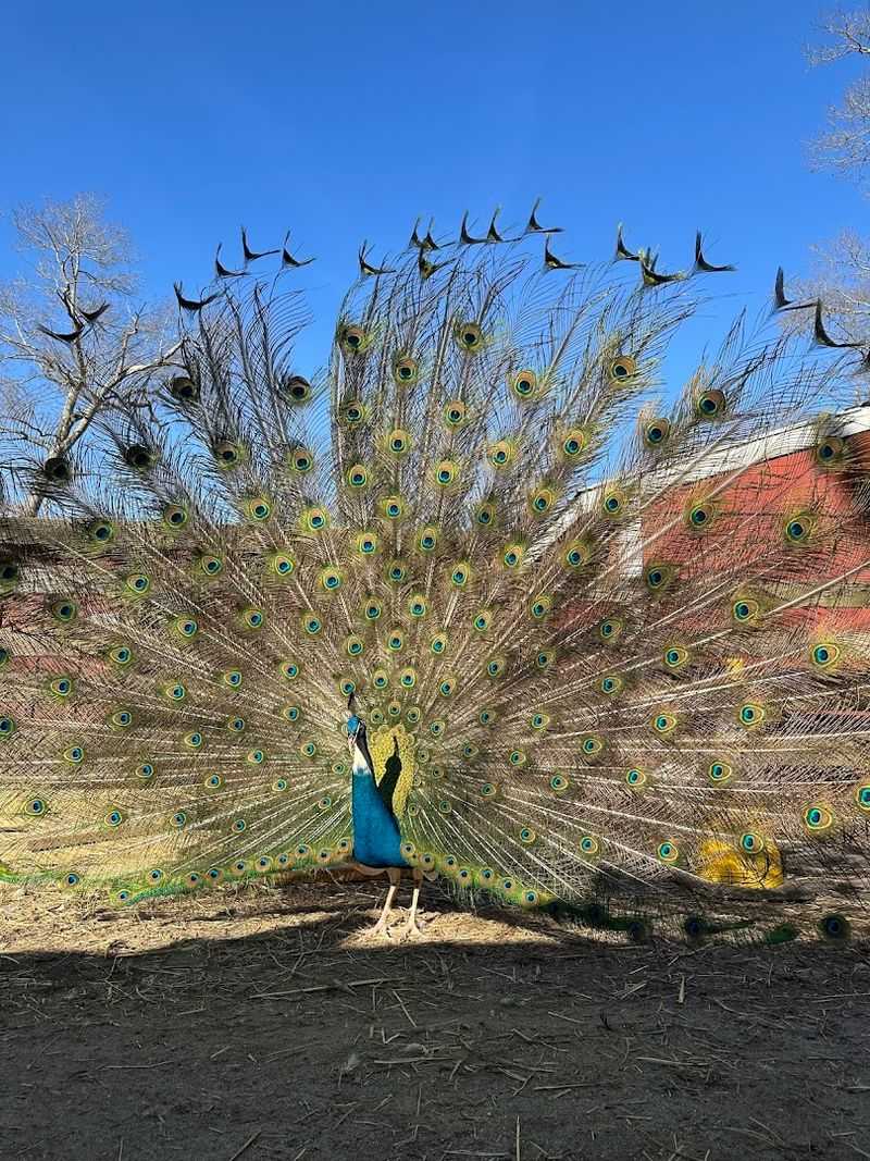 More Than 600 Animals and Counting