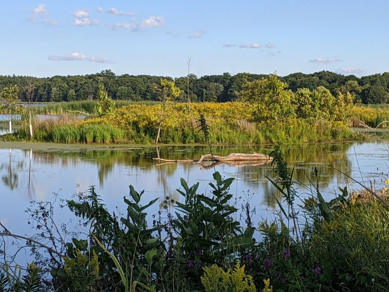 Wildlife, Wildflowers, and the Nature You Did Not Expect to See