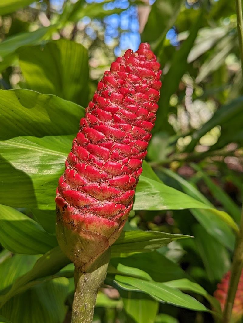 The Hummingbird Garden: A Tiny World with a Lot of Energy