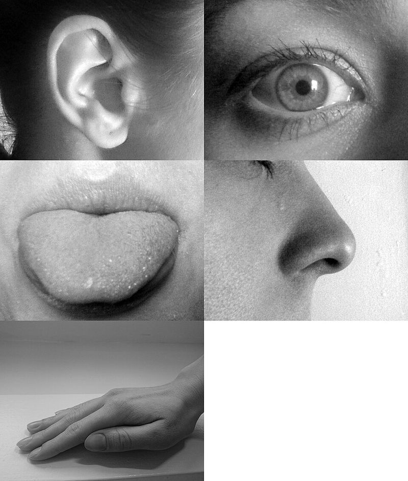 Humans Have More Than Five Senses