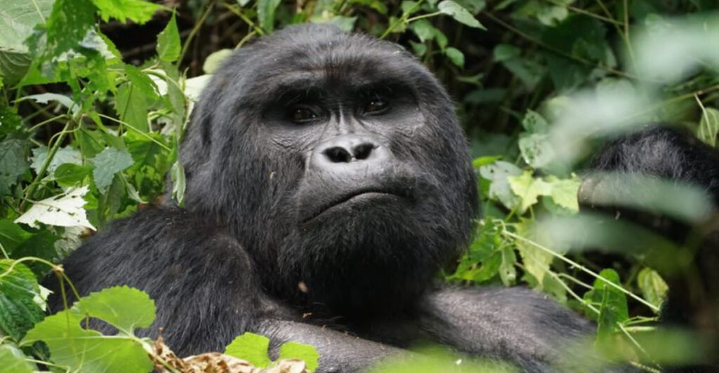 These 10 Places Have the Highest Gorilla Populations on Earth