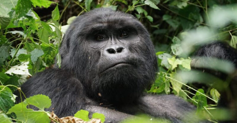 These 10 Places Have the Highest Gorilla Populations on Earth