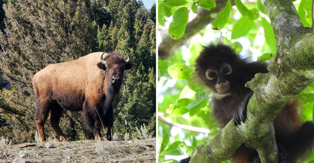These 15 Places Have the Highest Animal Populations on Earth