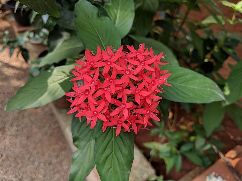 Pentas (Pentas lanceolata)