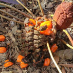 These 22 Low-Maintenance Plants Will Instantly Upgrade Your Florida Garden