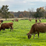 This 200-Year-Old New Jersey Farm Quietly Produces Some Of The State’s Most Sought-After Cheeses