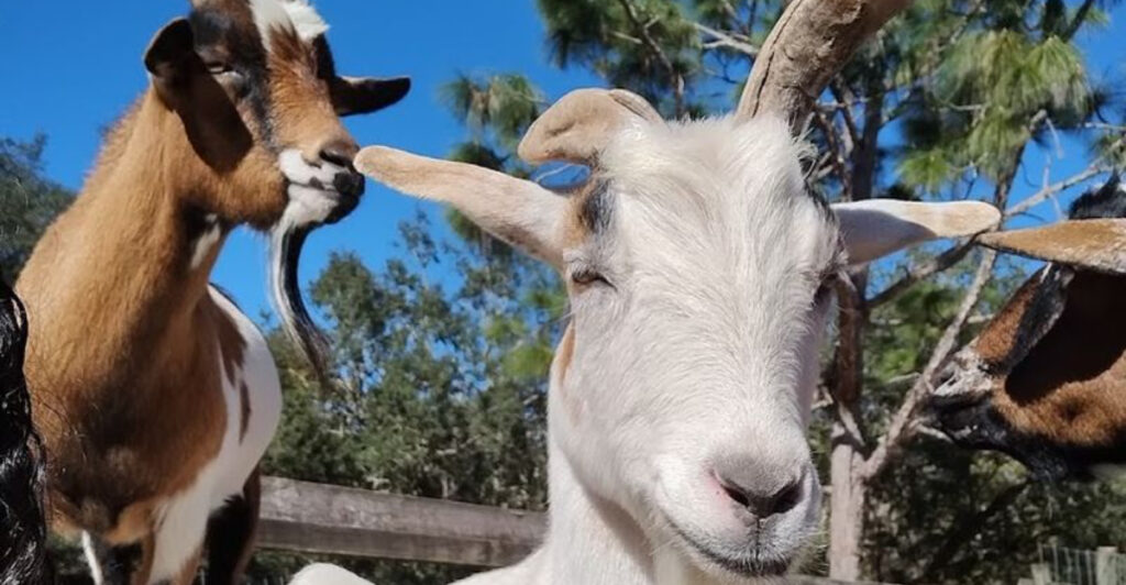 This Charming Florida Farm Lets You Play With Goats and Unplug From It All
