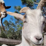 This Charming Florida Farm Lets You Play With Goats and Unplug From It All