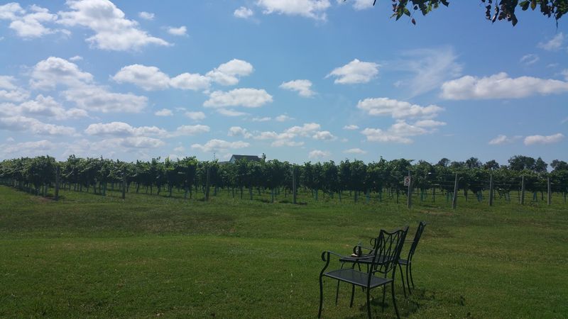 Where Auburn Road Vineyard & Winery Sits in South Jersey