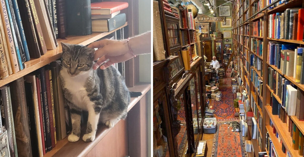 This Cozy Fort Lauderdale Bookshop Feels Like Stepping Into Old Florida With Shelves Full of Hidden Gems