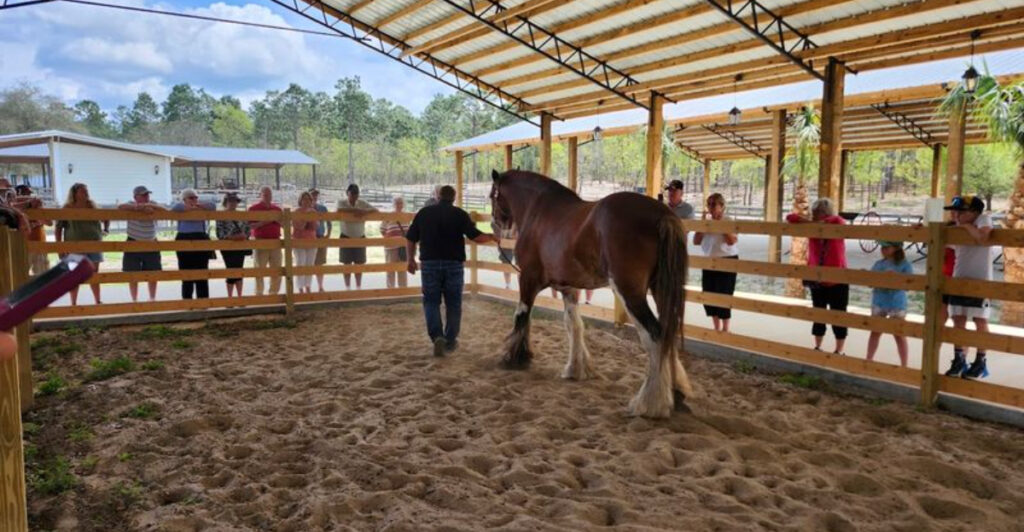 This Dunnellon Farm Lets You Meet Majestic Clydesdales Up Close in a Peaceful Old Florida Setting