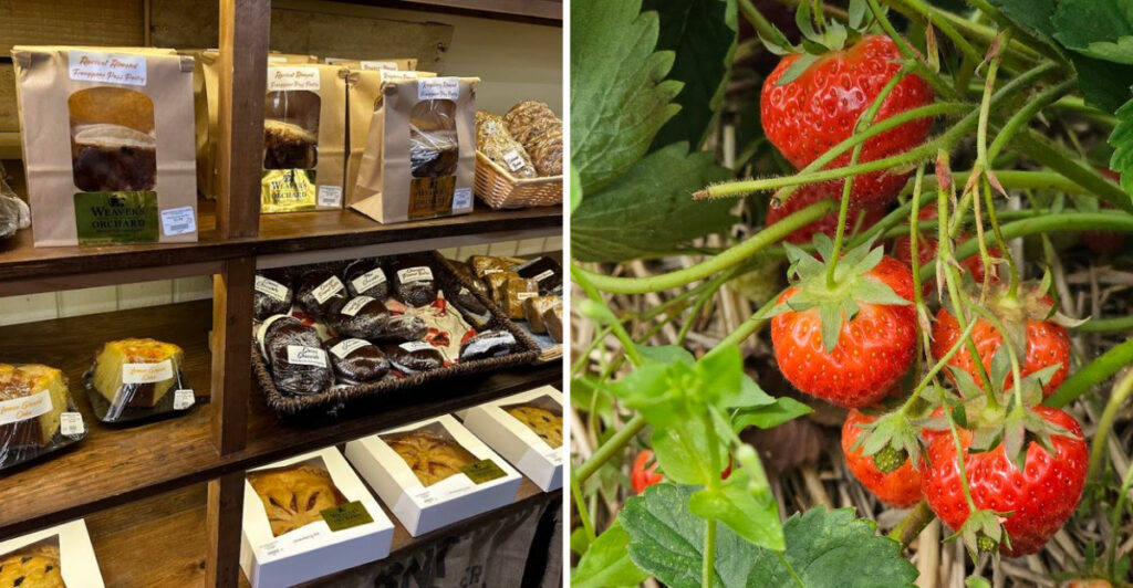 This Family-Friendly Orchard in Pennsylvania Offers Fresh Fruit Picking and Farm Fun