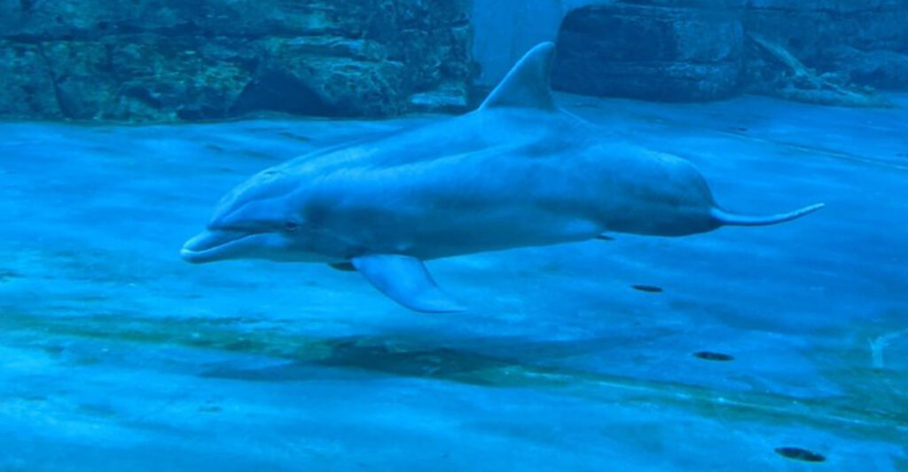 This Florida Aquarium Lets You Explore a Real Marine Hospital Where Every Animal Has a Rescue Story