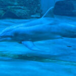 This Florida Aquarium Lets You Explore a Real Marine Hospital Where Every Animal Has a Rescue Story