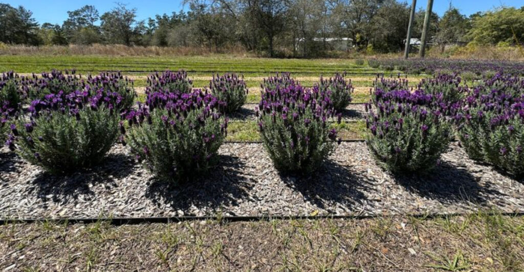 This Florida Lavender Farm Feels Like a Peaceful Purple Paradise