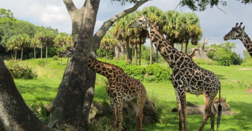This Florida Theme Park Lets You Travel the World and See Wildlife Up Close