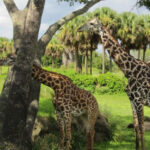 This Florida Theme Park Lets You Travel the World and See Wildlife Up Close