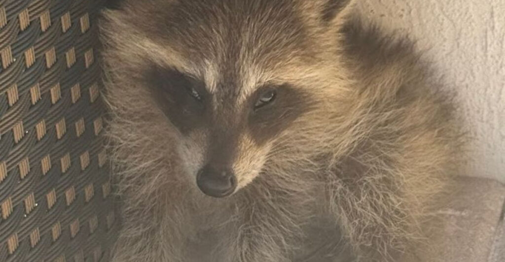 This Fort Lauderdale Wildlife Center Is Dedicated to Rescuing and Rehabilitating Native Animals