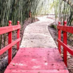 This Gainesville Garden Oasis Is Packed with Rare Plants, Bamboo Forests, and Peaceful Paths You’ll Want to Wander