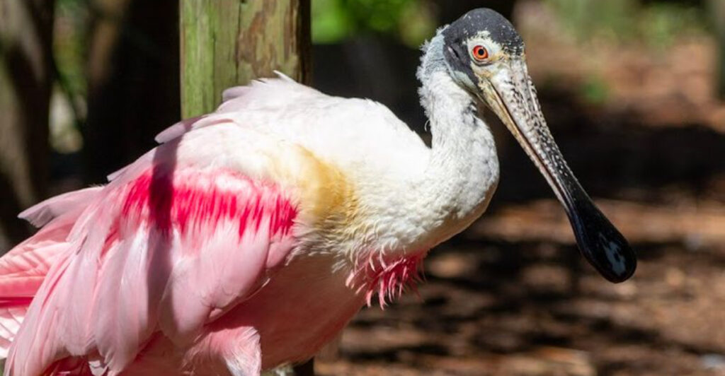 This Gainesville Zoo Lets You Get Up Close with Wildlife While Students Train to Care for Exotic Animals