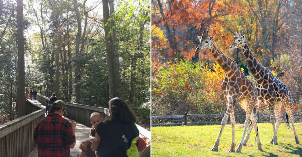 This Hidden Boardwalk Inside A New Jersey Zoo Leads To A Wild African Safari Scene