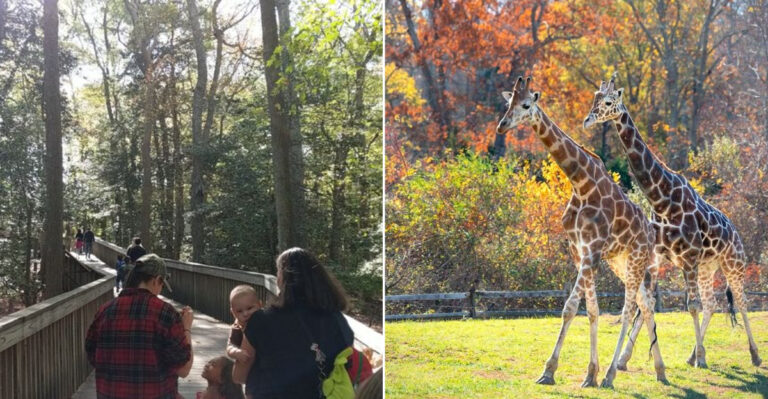 This Hidden Boardwalk Inside A New Jersey Zoo Leads To A Wild African Safari Scene