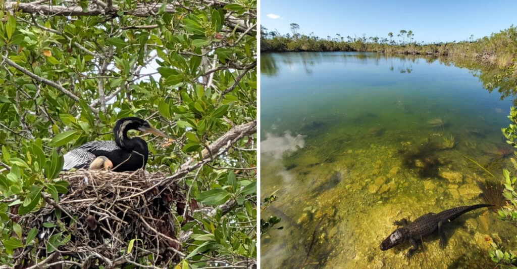 This Hidden Florida Keys Spot Lets You See Alligators in Crystal-Clear Water