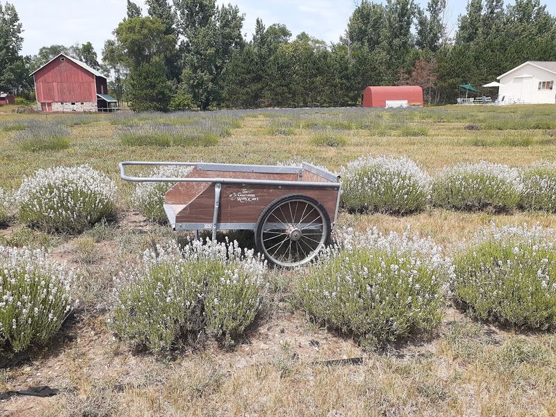 Where the Purple Fields Begin: Address and Location