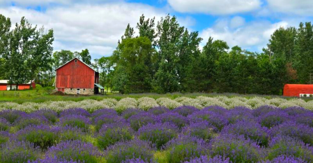 This Hidden Michigan Lavender Farm Turns Summer Into a Purple Dream – And It’s Appointment Only