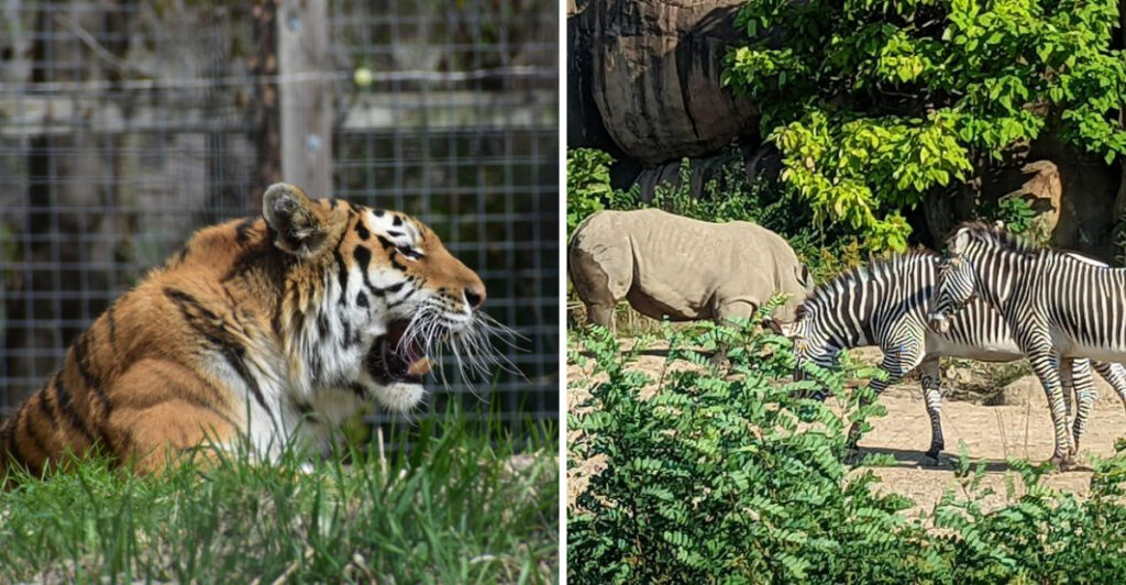 This Hidden Zoo in Illinois Is Packed With Rare and Endangered Wildlife