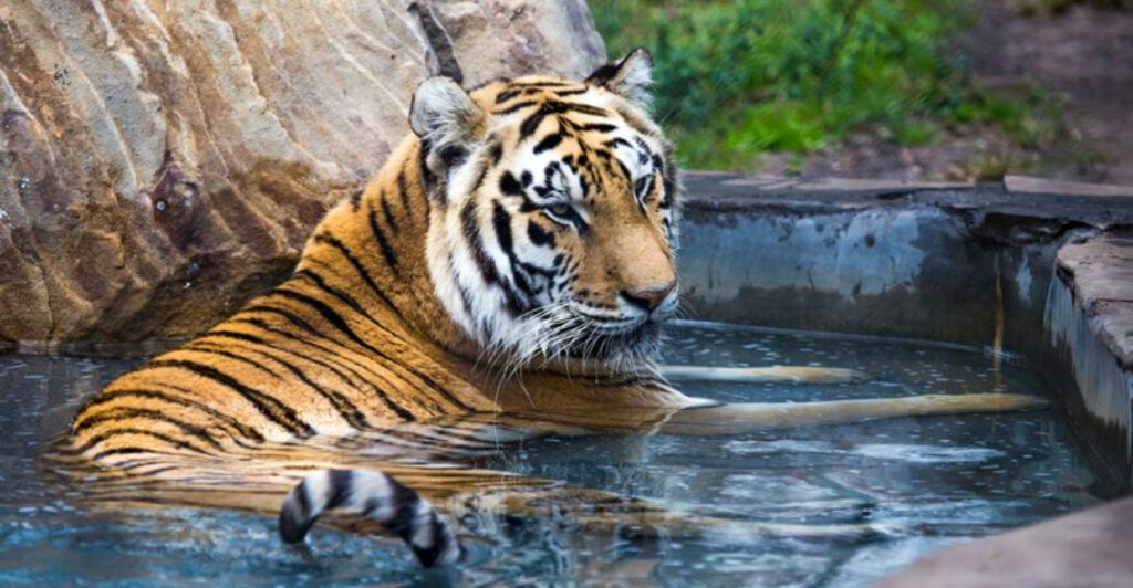 This Jacksonville Sanctuary Lets You See Big Cats Up Close in a Safe, Natural Setting