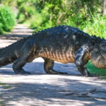 This Lakeland Nature Reserve Feels Like Old Florida, Where Wild Alligators and Scenic Trails Steal the Show