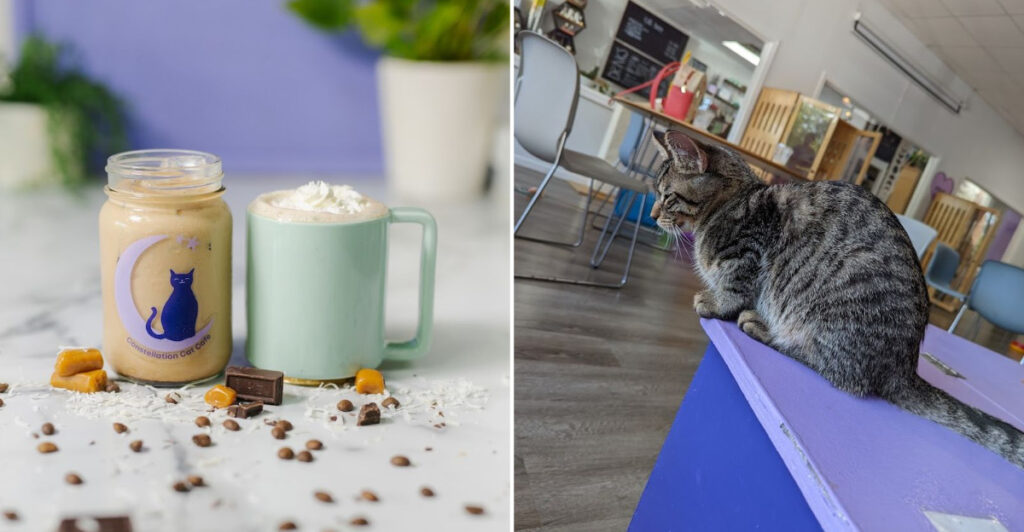 This Lansing Spot Blends Specialty Coffee, a Cat Lounge, and a Mission to Find Cats Homes