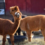 This Lansing Zoo Is Easy to Walk, Full of Wildlife, and Home to a Talking Raven
