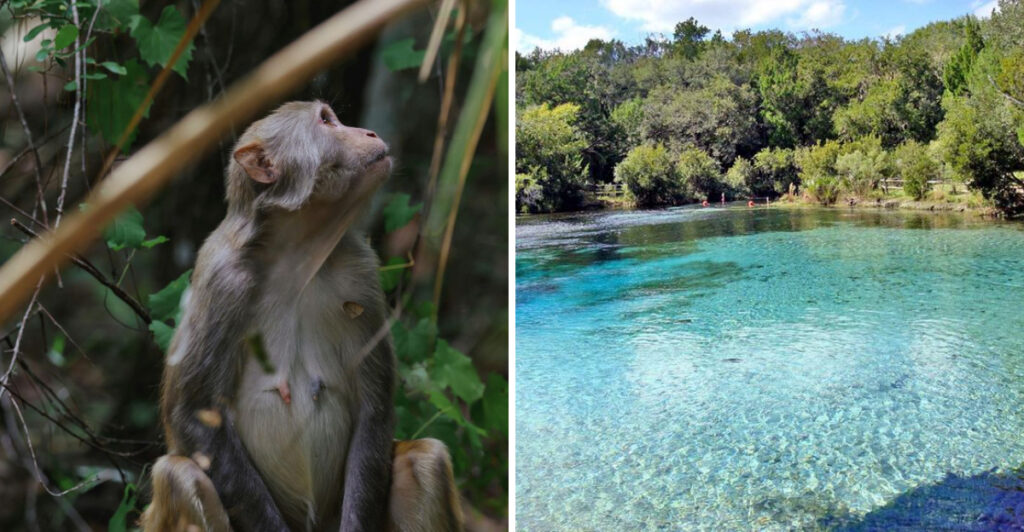 This Massive Forest Near Silver Springs Is Home to Crystal-Clear Springs, Wild Monkeys, and Endless Scenic Trails