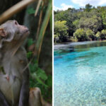 This Massive Forest Near Silver Springs Is Home to Crystal-Clear Springs, Wild Monkeys, and Endless Scenic Trails